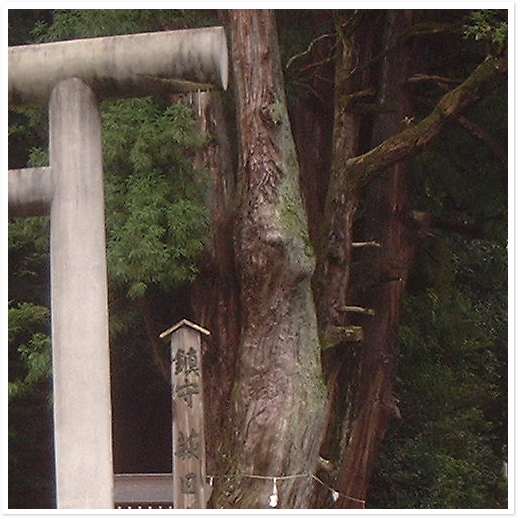 萩日吉神社の児持杉