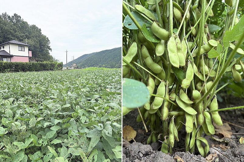 大豆畑20251015