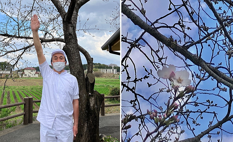 氷菓子工房前桜
